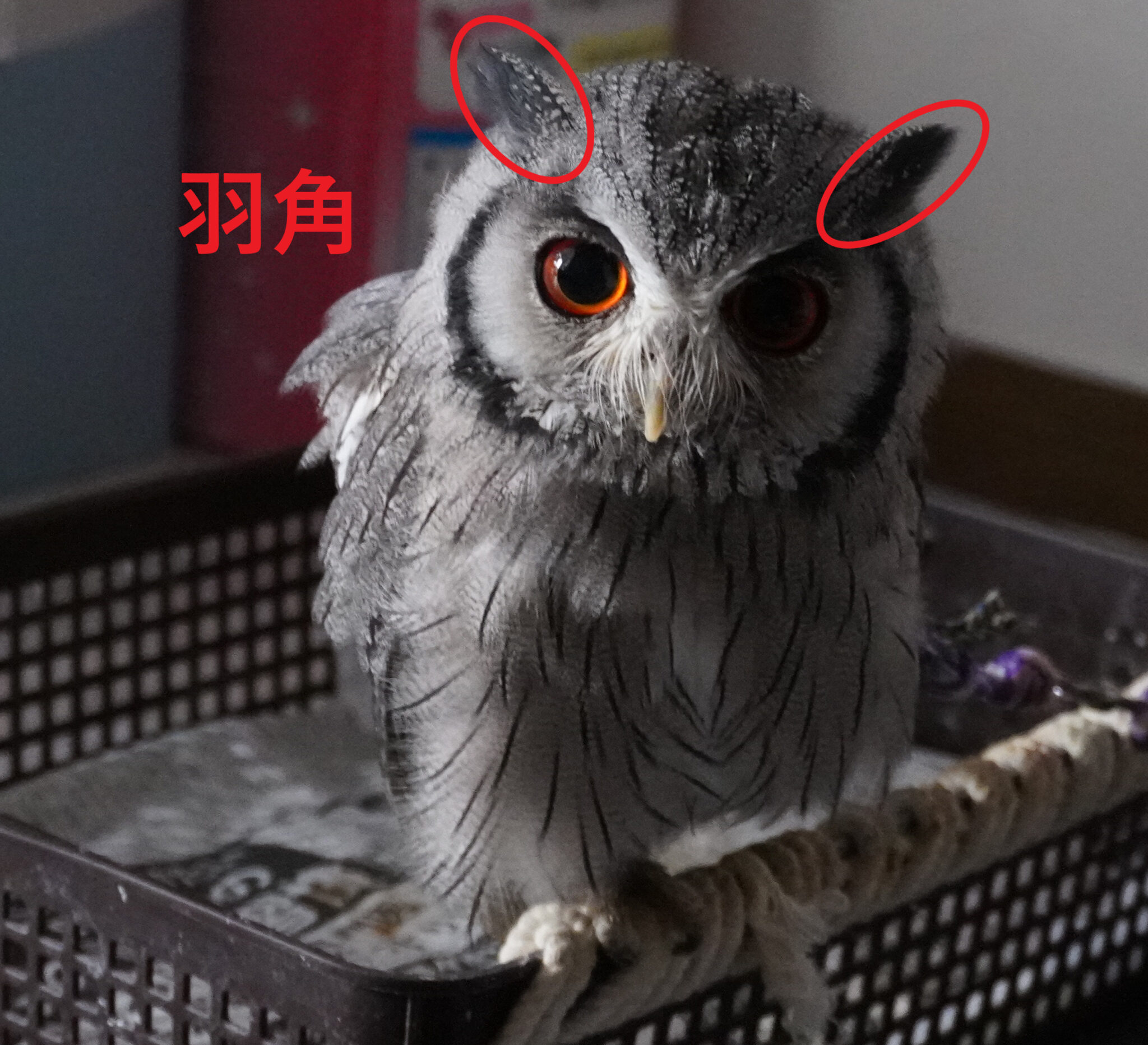 【基礎知識】ふくろうとミミズクの違いとは? | ハチノ動物記